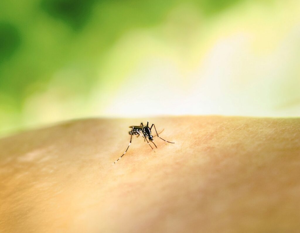 die unangenehmsten Insektenstiche